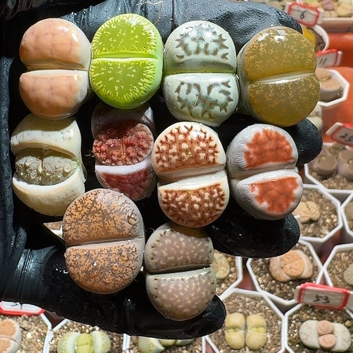 生石花23333:     166