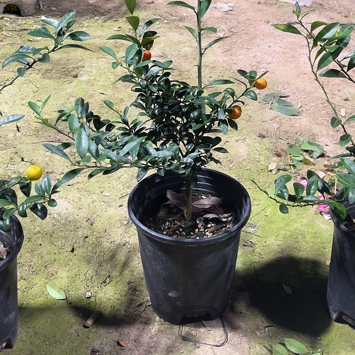 无花朵凤巢凤巢凤巢大红果一物一拍