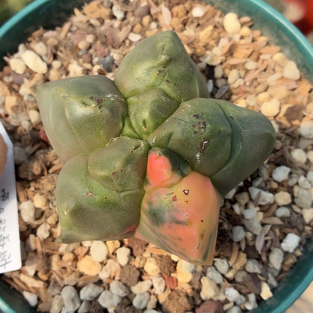 W***n无花朵变尤龟甲锦！！！！！