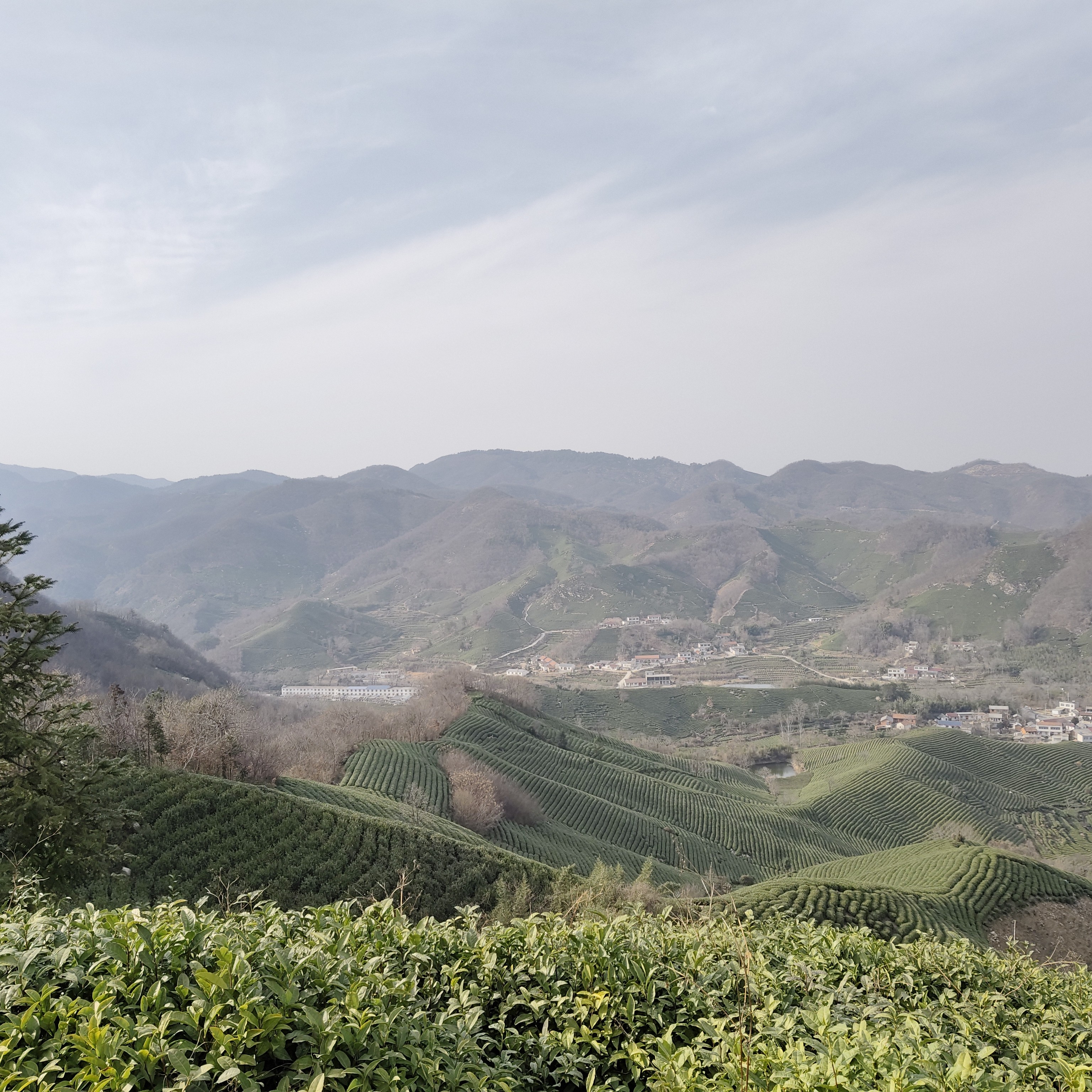 【董峰寺雨前楼头便宜处理】保证2025年信阳毛尖原产