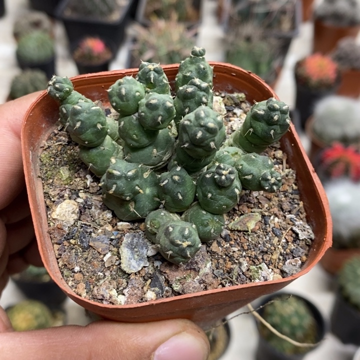 实生骑兵团扇特价福利