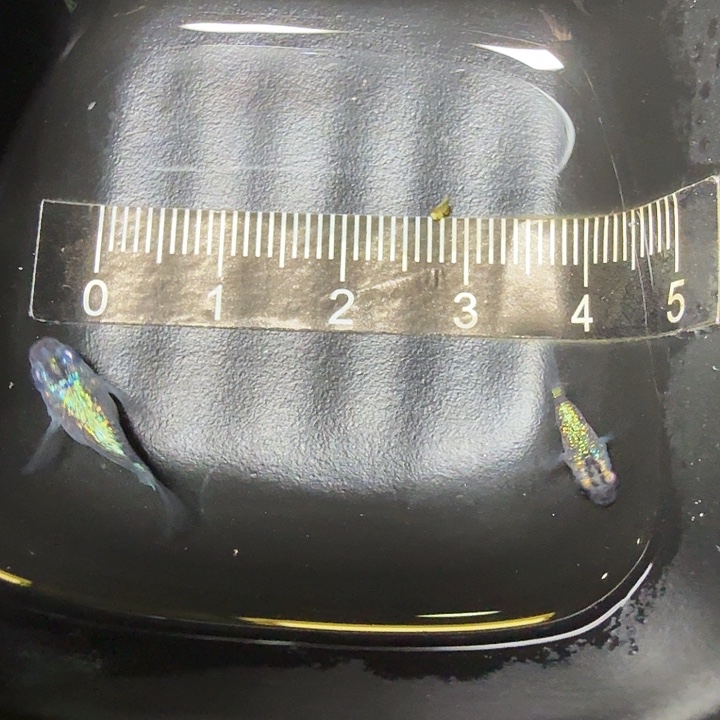 海水鱼5号拍品蓝宝石球球