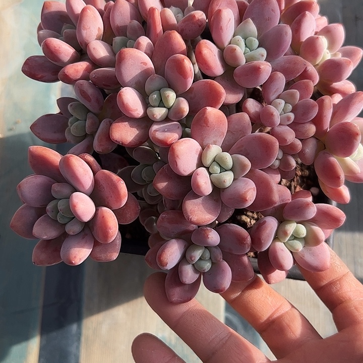 洛神自然群111111