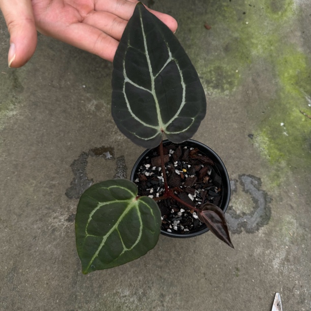 卡拉杂红水晶 花烛热植 盆栽