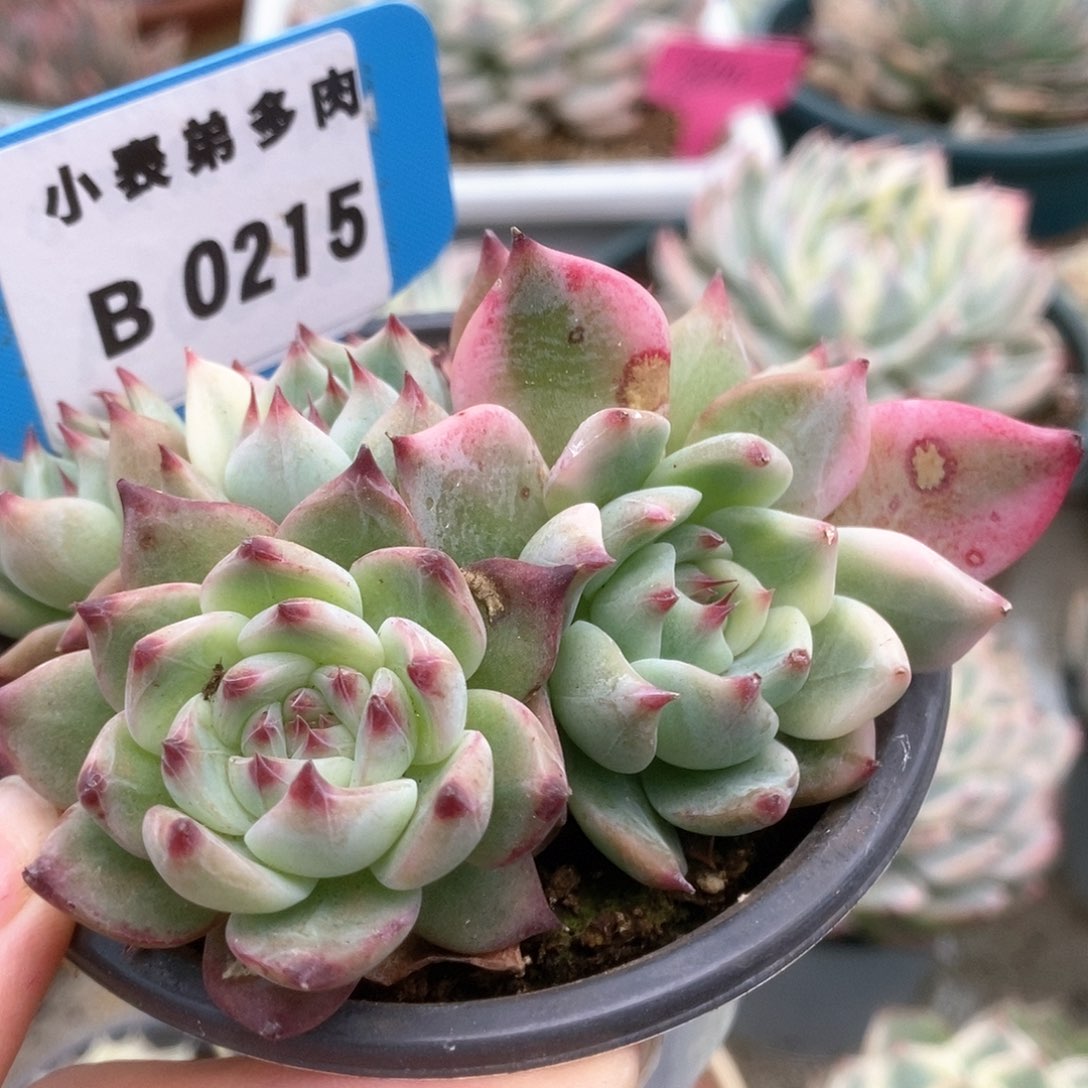 215锦锦锦锦锦锦锦