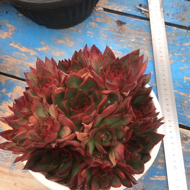 一物一拍多肉植物