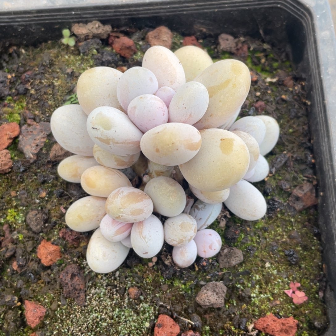 奶酪冠幅7 公分一物一拍