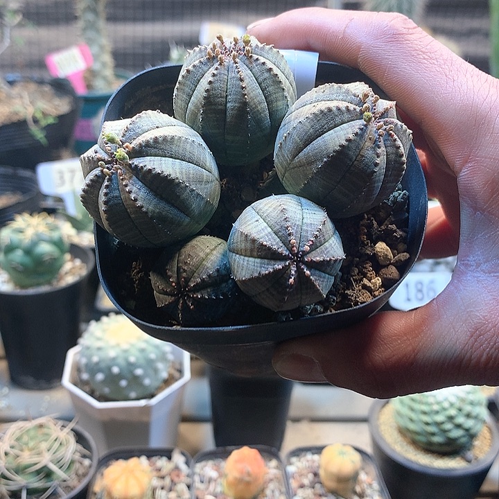 布纹球群，，，，，，，，，，，，