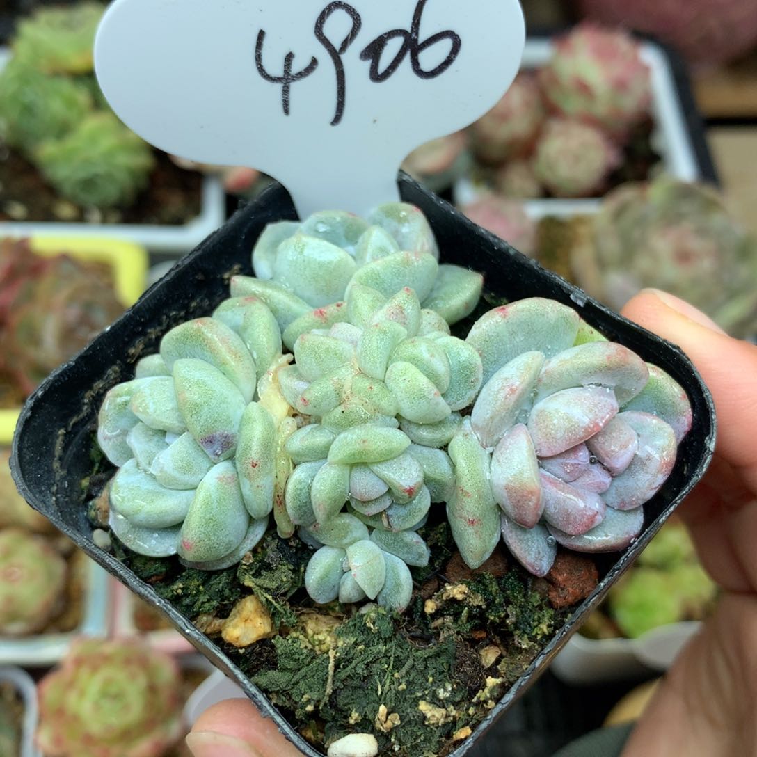 7透冰玉石化无砍老桩4906