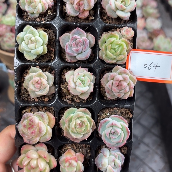 精品直播一物一拍064