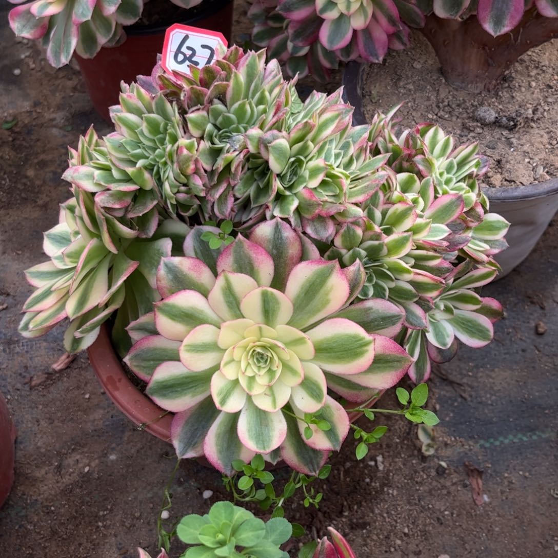 637多肉植物粉荔枝朵缀化