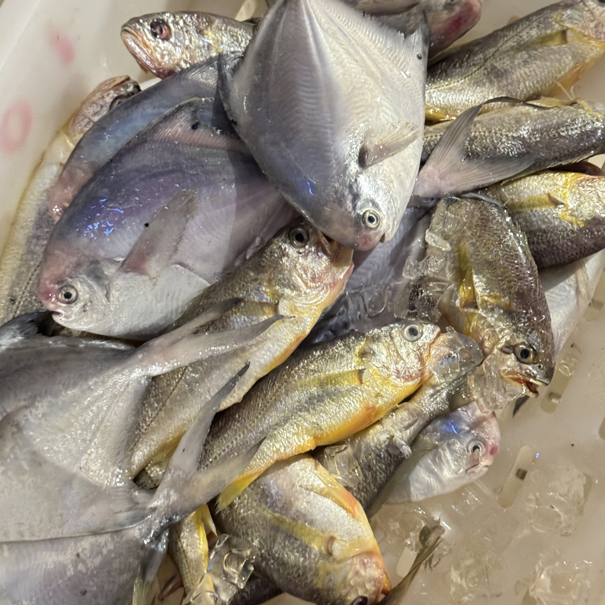 【直播间杂鱼链接】 以直播间规格大小为准