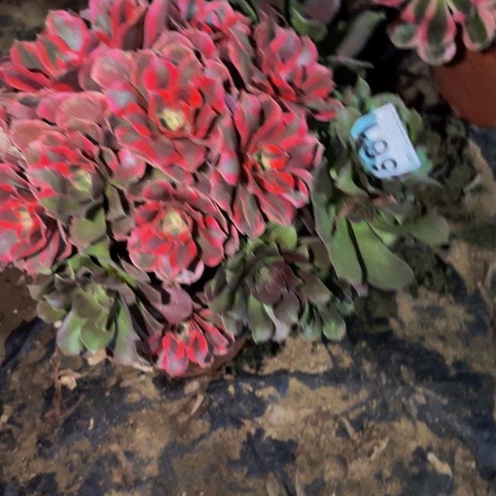 561女妖多肉植物。。