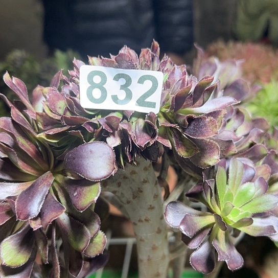 呲****多肉植物一个微瑕832