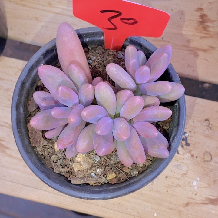 这个我就知道这点