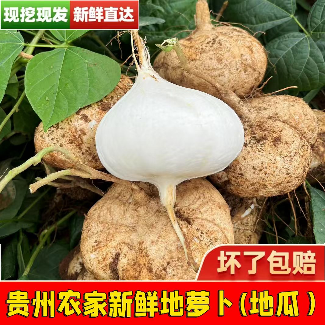 [贵州地萝卜]新鲜凉薯地瓜白瓜土瓜山地沙葛生态地雪梨现挖正宗