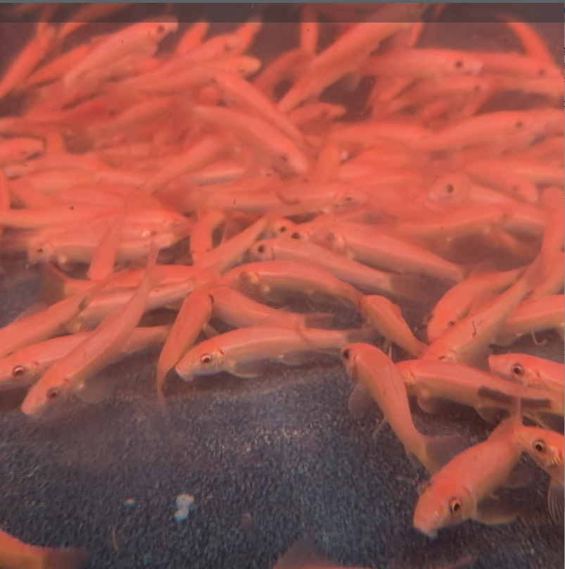 金苔鼠3-4厘米左右