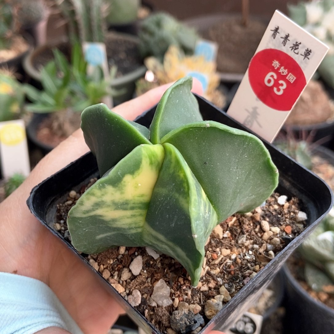 实生鸾凤玉锦一颗仙人球