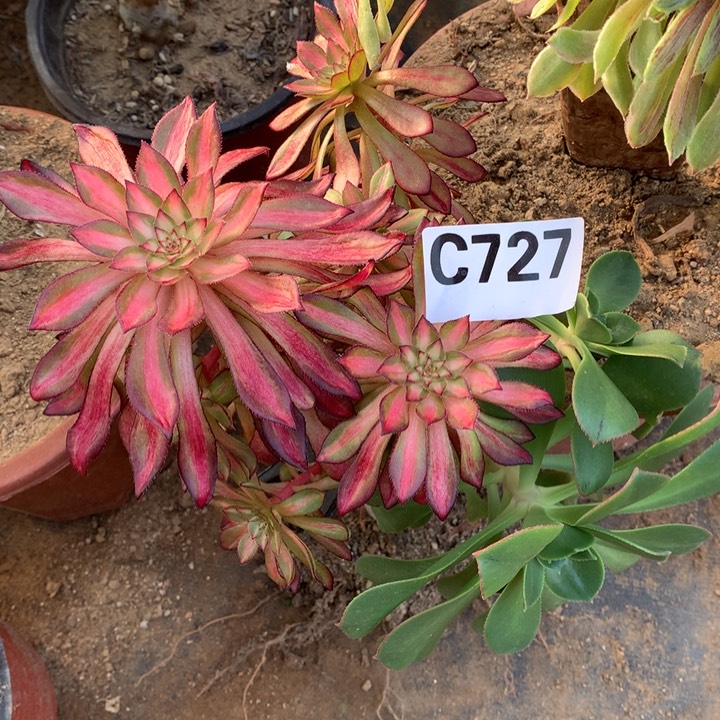 宝莲灯727多肉植物