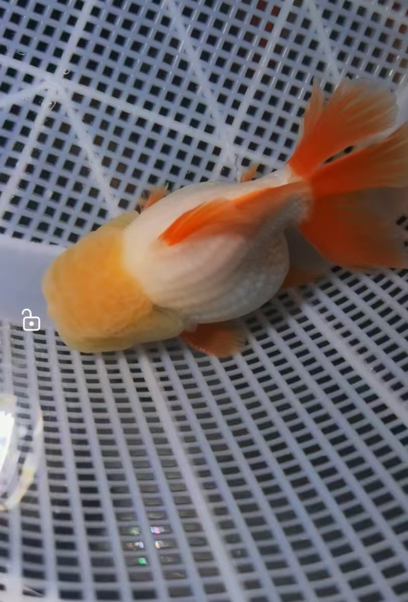 水族精品三色玛丽泰狮金鱼苗活鱼活体观赏鱼苗冷淡水好养耐活