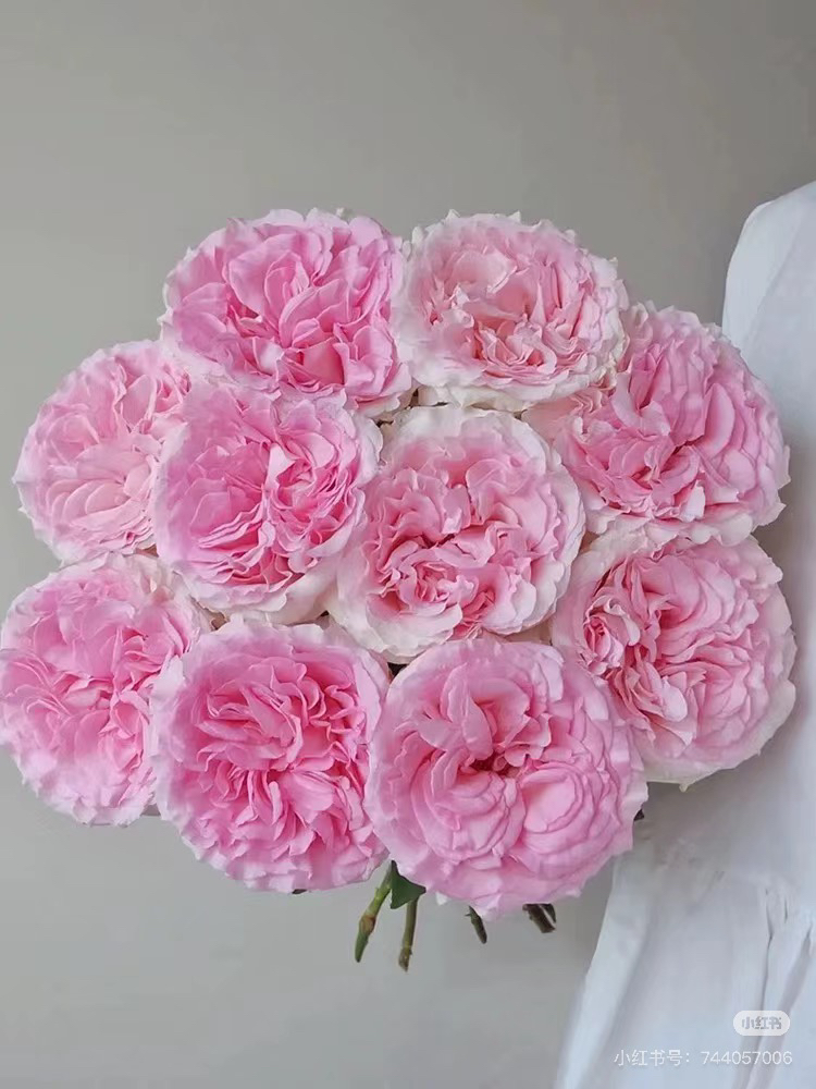 （单头玫瑰）洛神10支！三件顺丰空运20%不售后