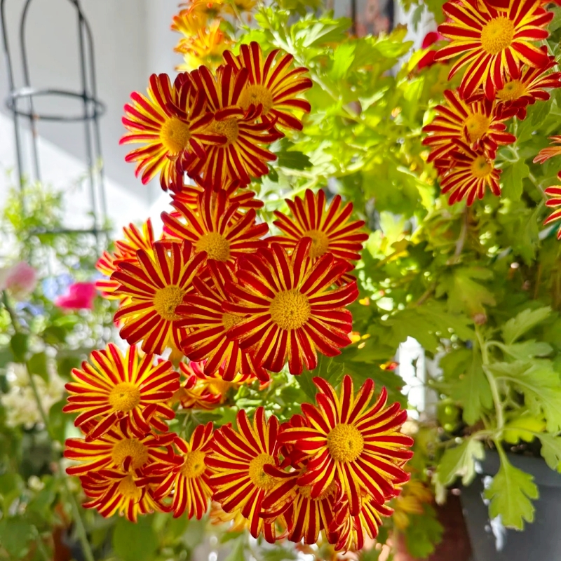 新款梵高向日葵雏菊盆栽带花苞宿根花卉多年生庭院阳台新手好养新