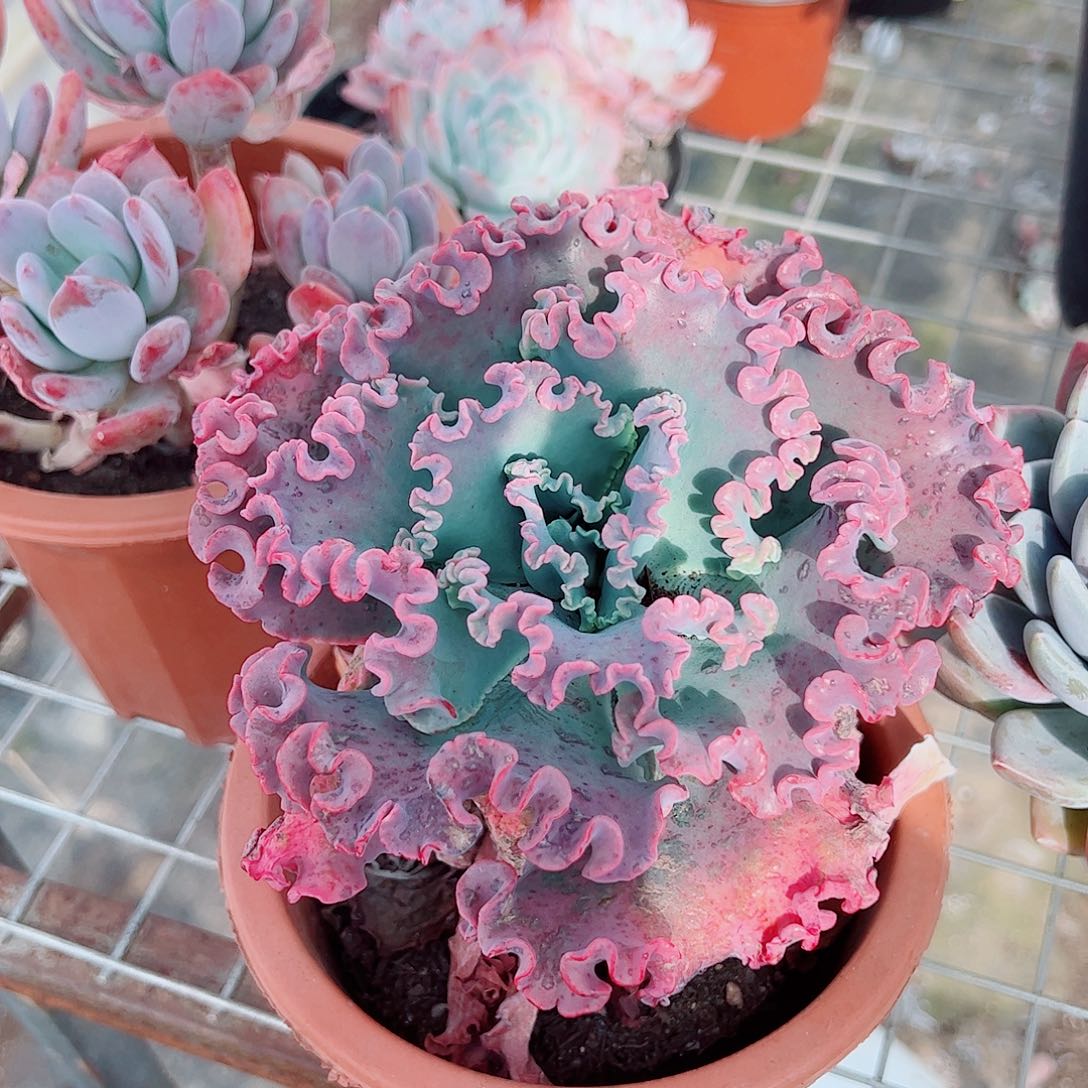 女王花笠大单头精品特价