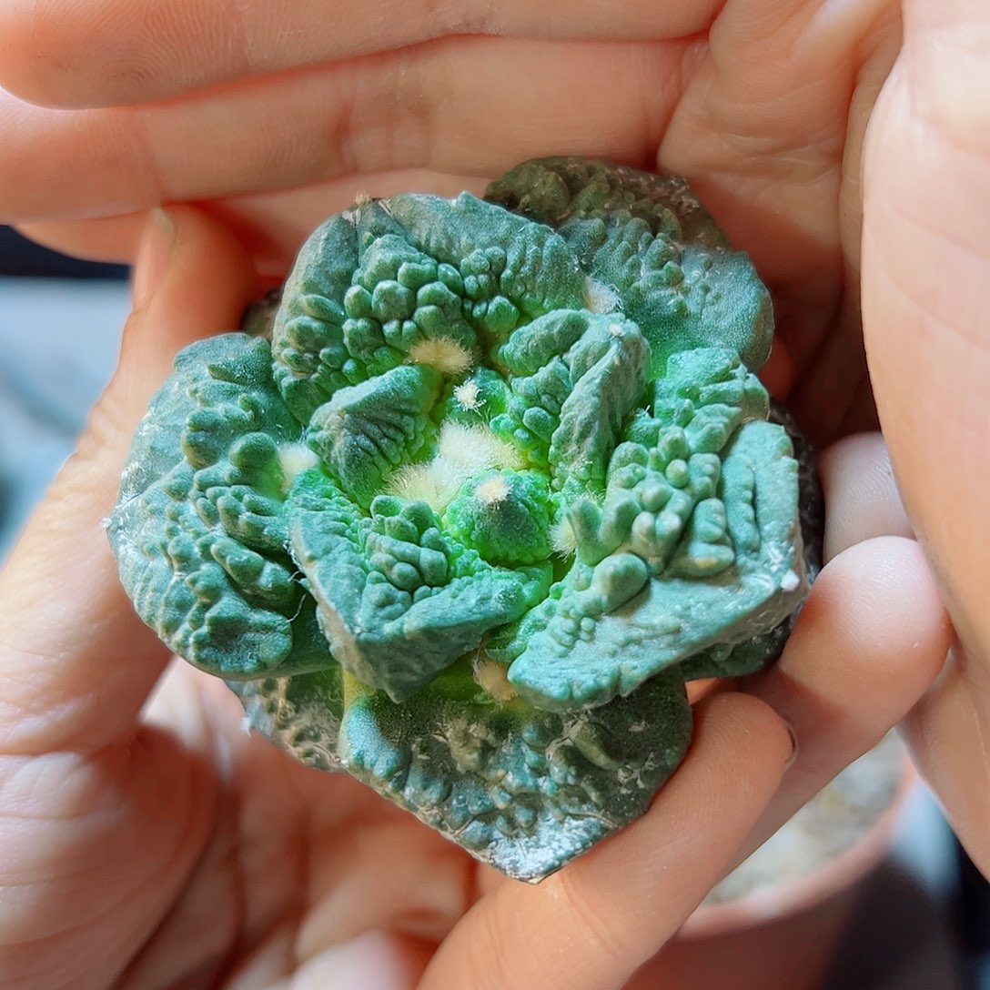 18号苗接无根怒涛6公分