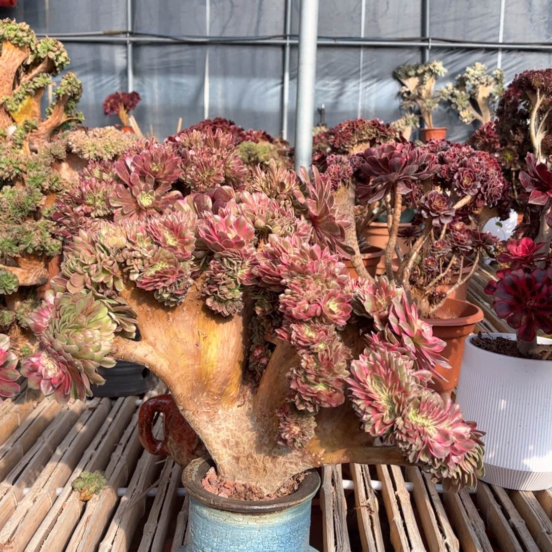 荔枝大整版精品福利