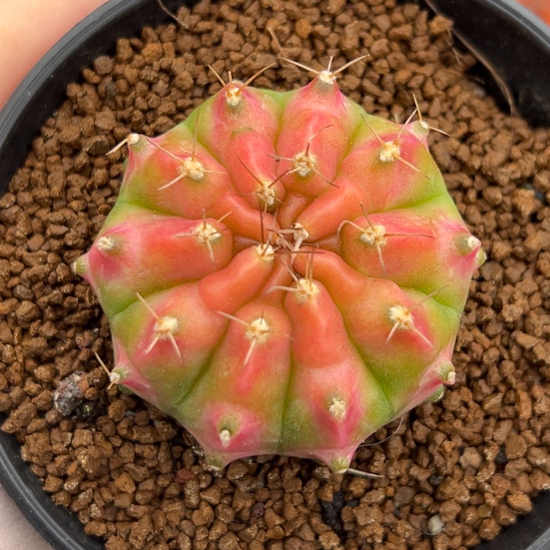 泰系侧芽轮回0000
