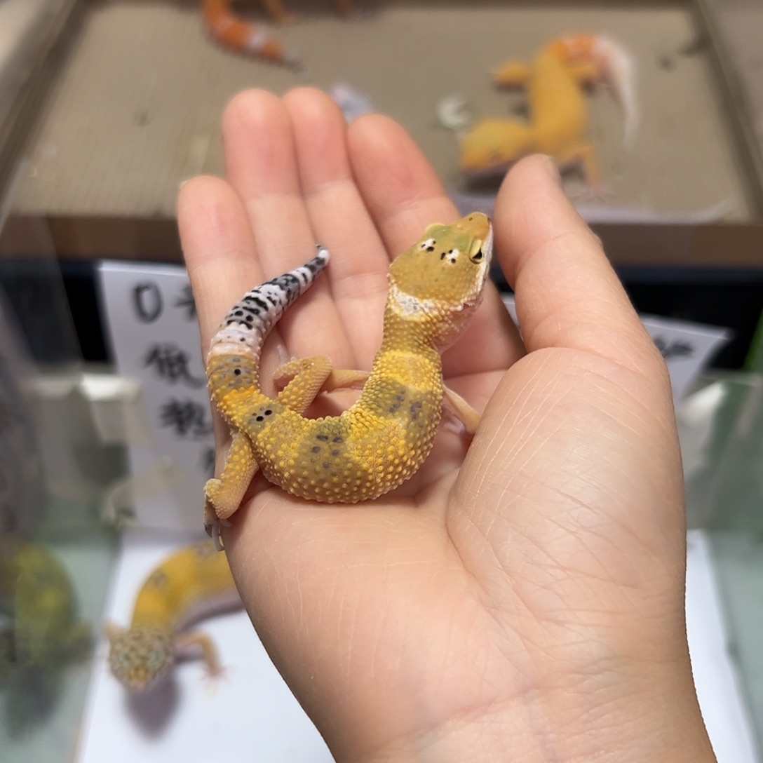 豹纹守宫豹纹守宫