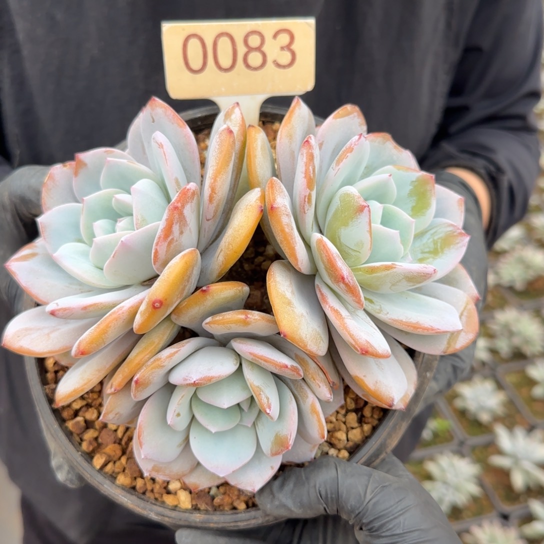 0083。      奶茶三头