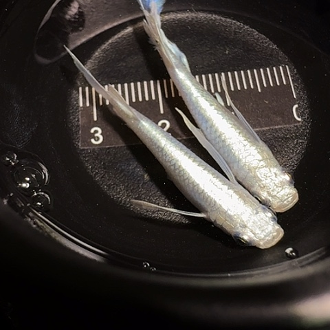 青鳉鱼一物一拍495