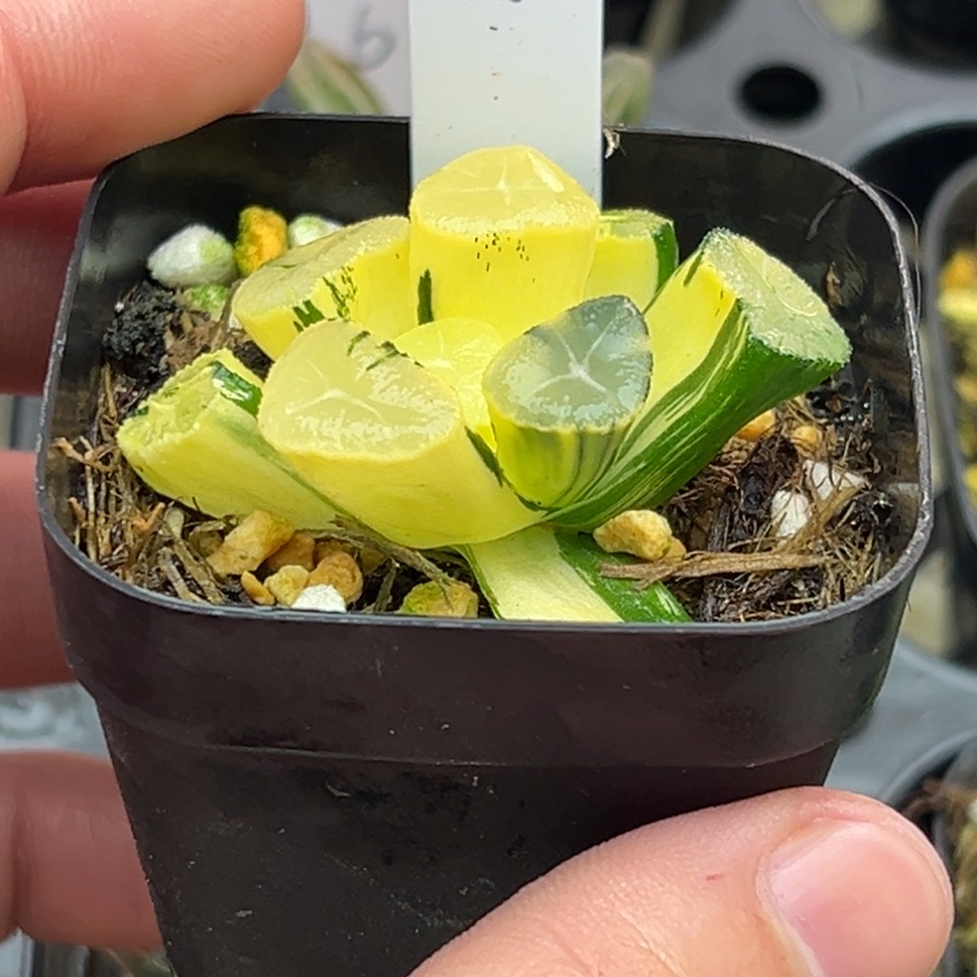 11玉龙万向锦一物一拍