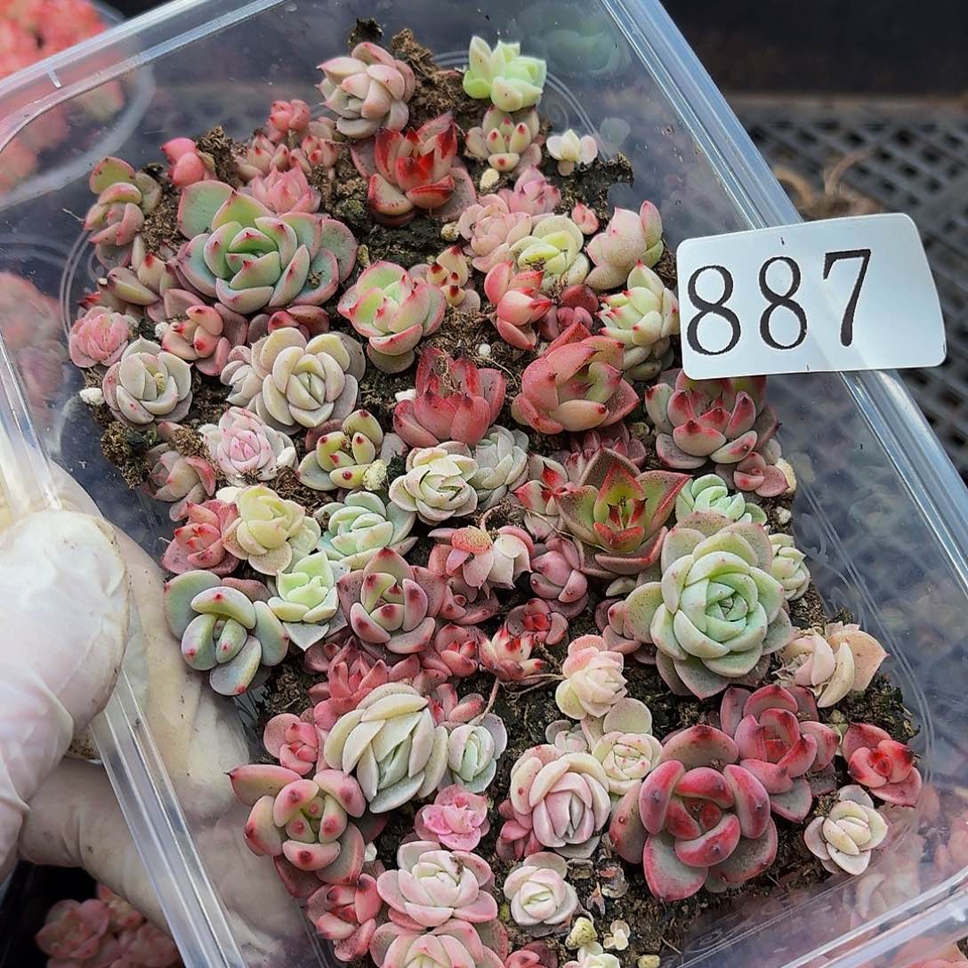 多肉植物多肉植物887