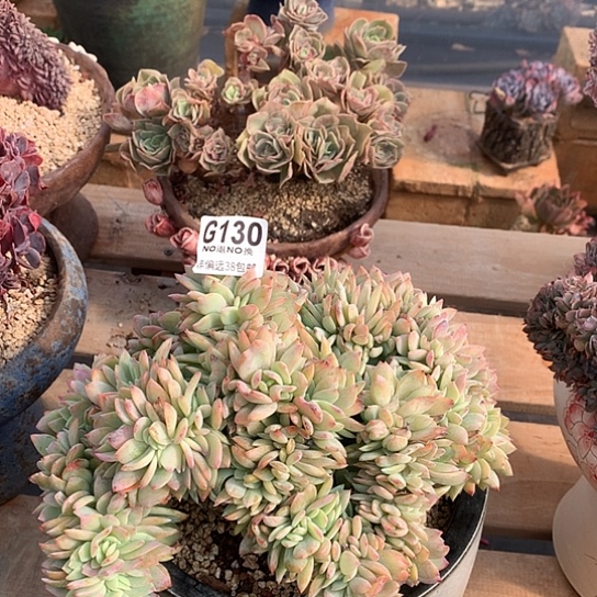 白凤缀化变异130 全场默认微瑕7/8天发货