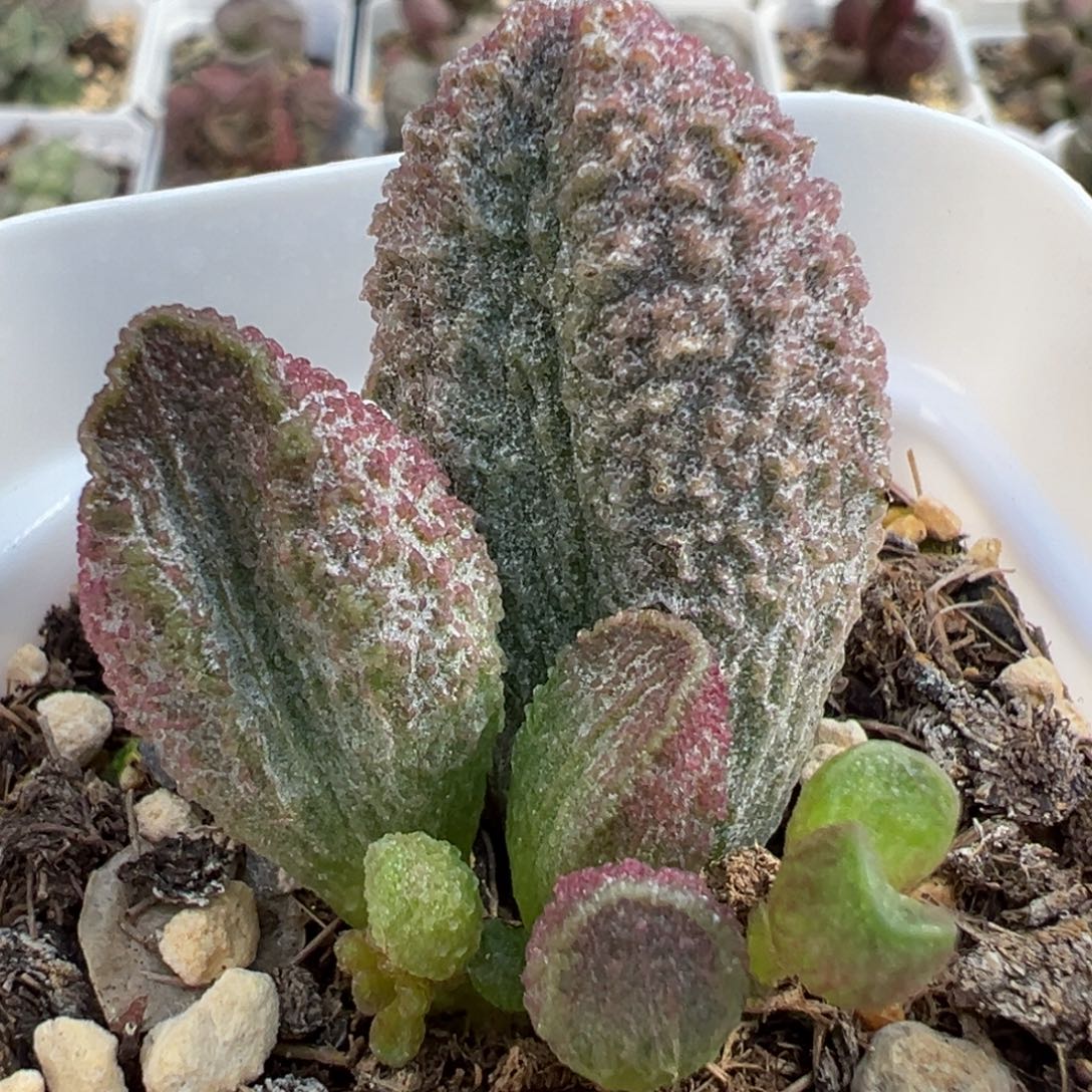 小刺款实生新品多肉植物水泡