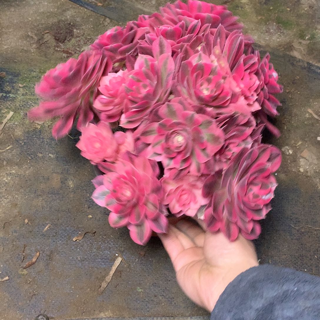 多肉多肉多肉多肉45