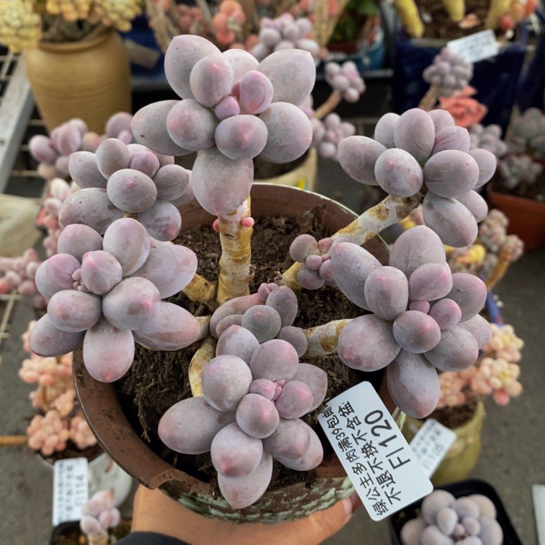 香水手指120cm多肉