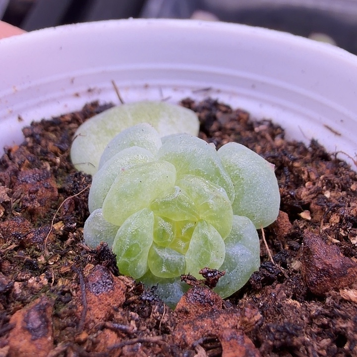 y38独家甜心5公分盆口