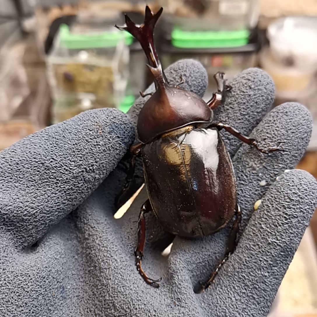8➕独角仙  成虫  新虫