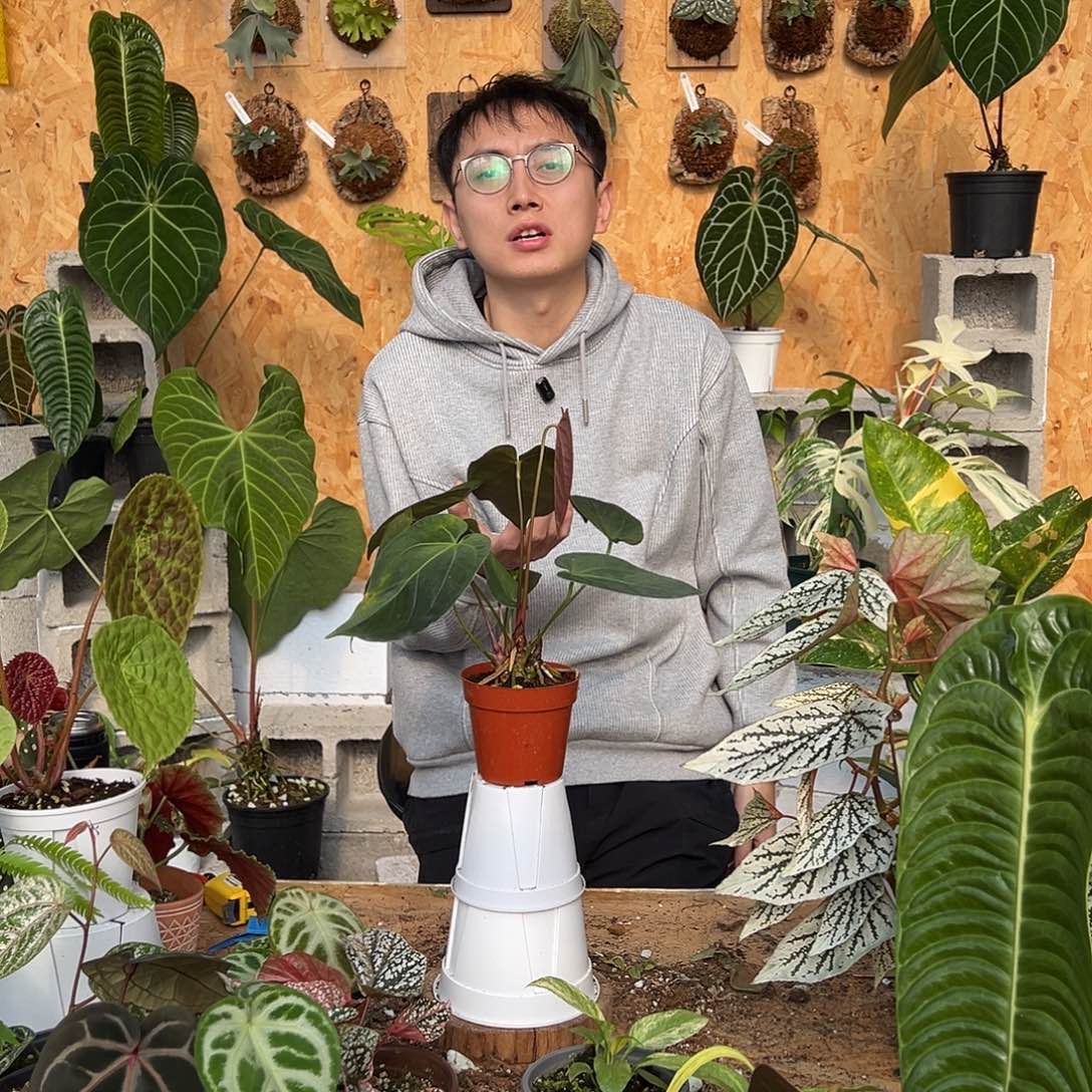 完全开放C13中颗花烛