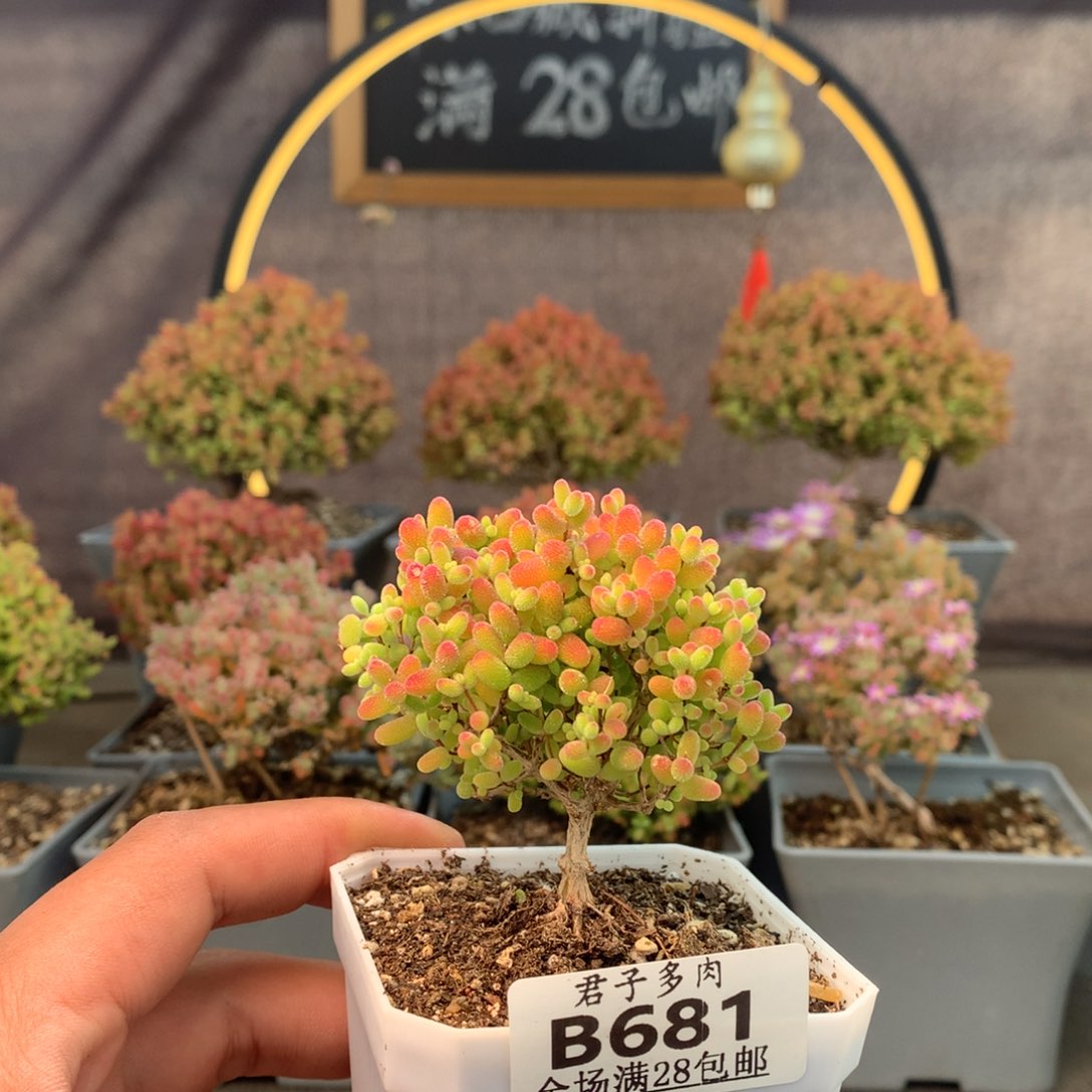 861蜜橘。         