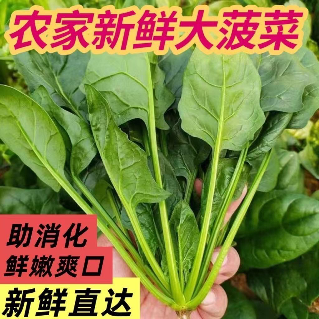 河南大棚菠菜 火锅蔬菜 现摘现发