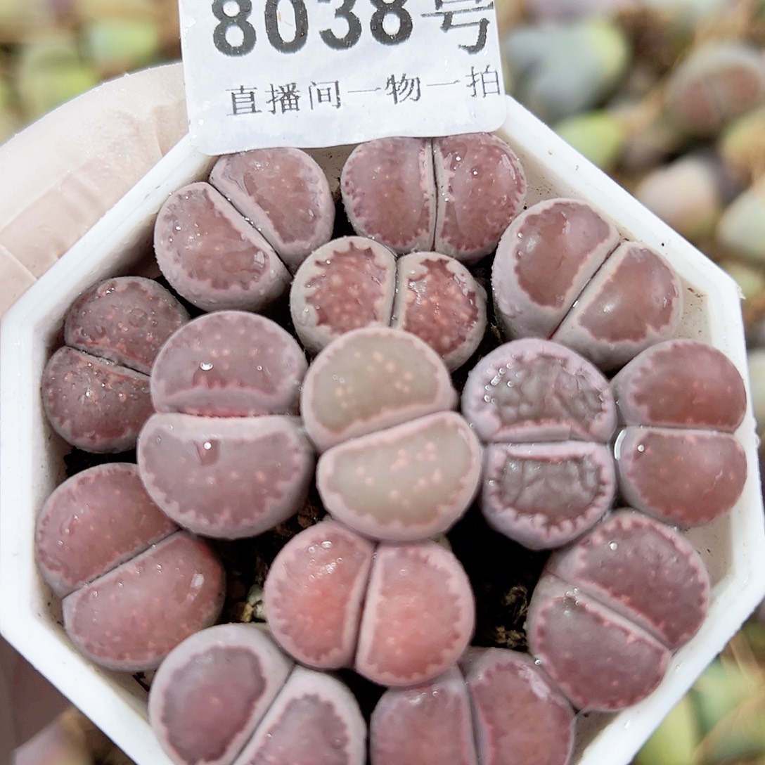 8038 好养易活生石花大母本