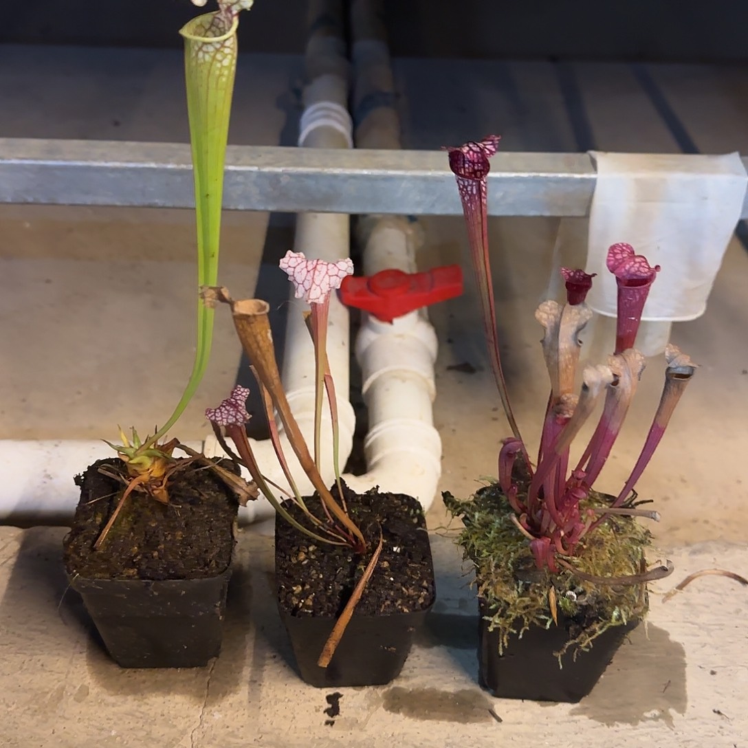 隔***✪无花朵专拍食虫植物