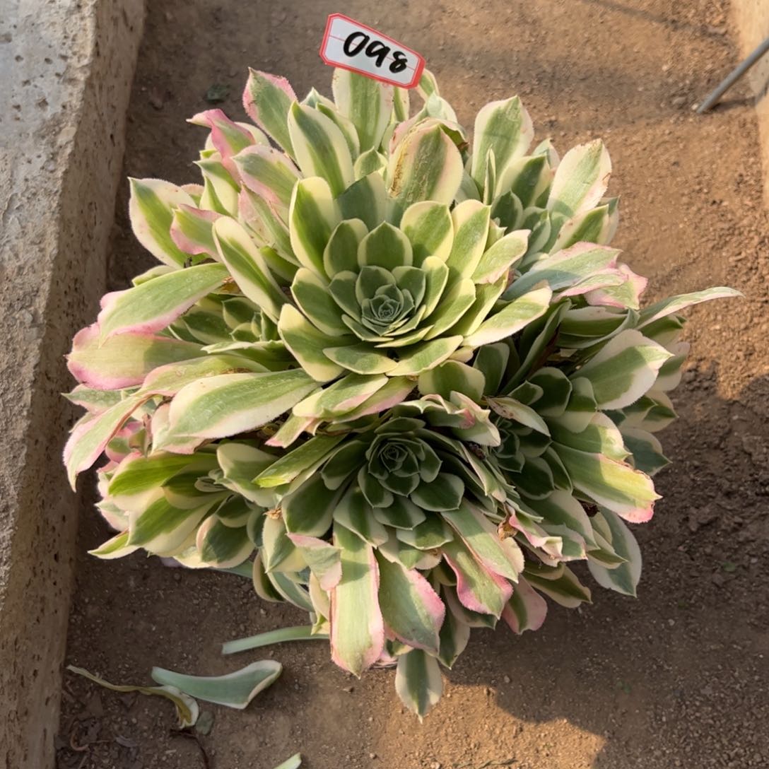 心*098多肉植物白凤