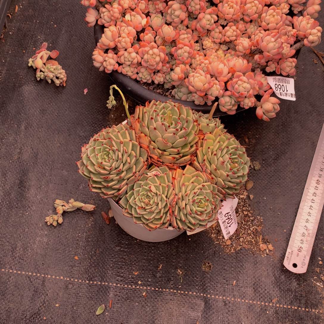 悠**心1069爪咋多肉