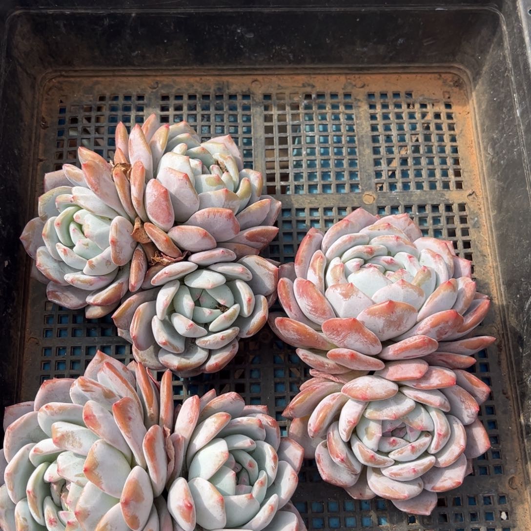 775号新疆西藏内蒙古不包邮的