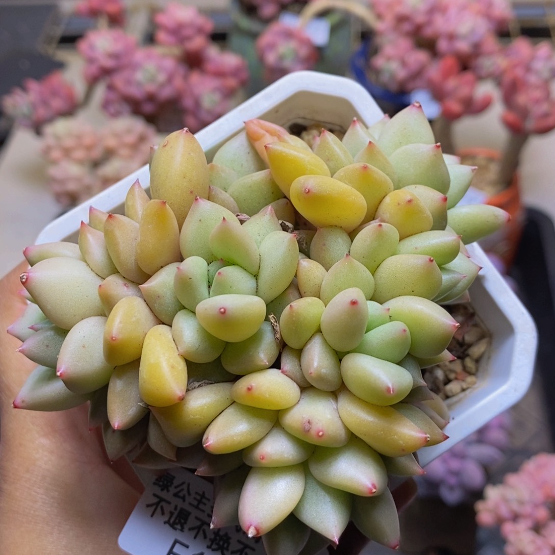 185黄金象牙多肉7c m